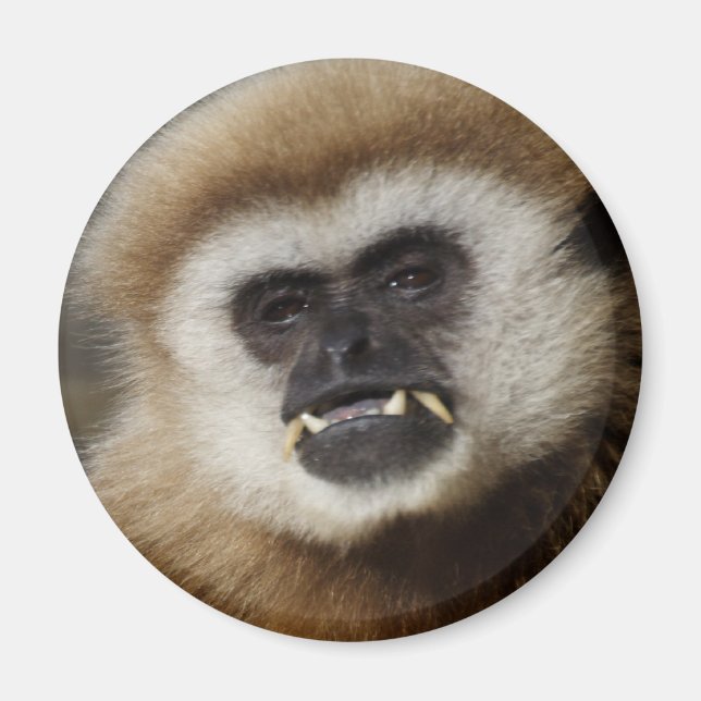 Gibbon Magnet (Framsidan)