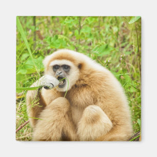 Gibbon - magnet