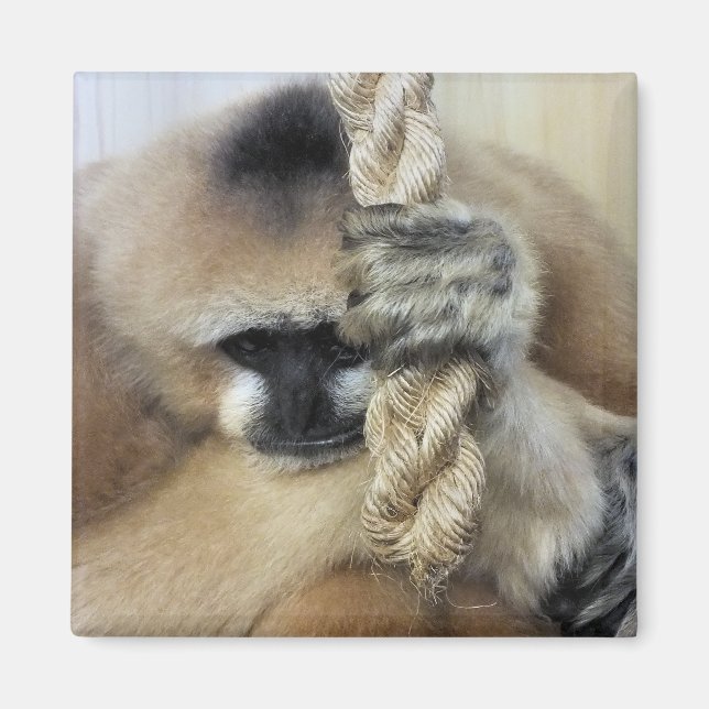 GIBBON MAGNET (Framsidan)