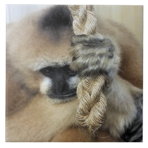GIBBON MONKEY KAKELPLATTA