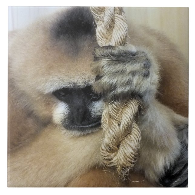 GIBBON MONKEY KAKELPLATTA (Framsidan)
