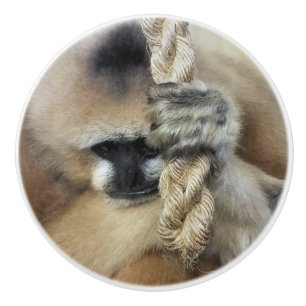 GIBBON MONKEY KNOPP
