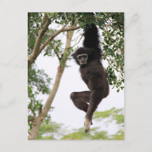 Gibbon Swinging från Träd Vykort