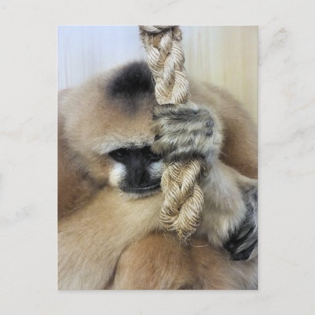 GIBBON VYKORT (Framsida)