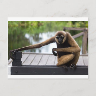 Gibbon Vykort