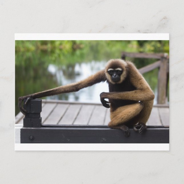 Gibbon Vykort (Framsida)