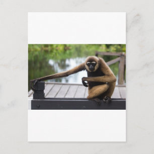 Gibbon Vykort