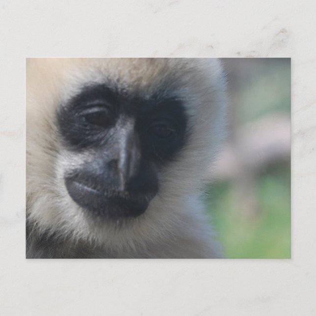 Gibbon-vykort Vykort (Framsida)