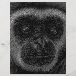 Gibbon Wildlife indonesia däggdjur