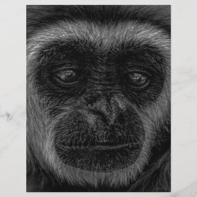 Gibbon Wildlife indonesia däggdjur (Framsida)