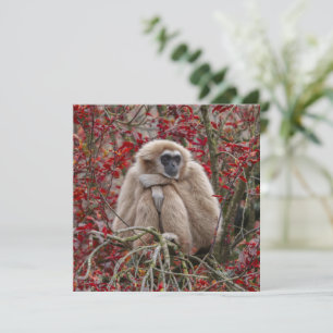 Gibbons Solitude
