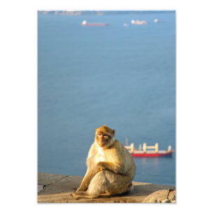 Gibraltar Barbary ape Fototryck