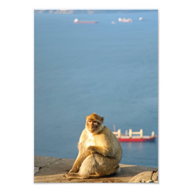 Gibraltar Barbary ape Fototryck (Framsidan)