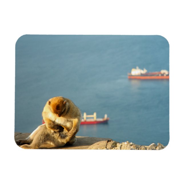 Gibraltar Barbary ape Magnet (Horisontell)