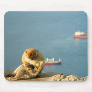 Gibraltar Barbary ape Musmatta