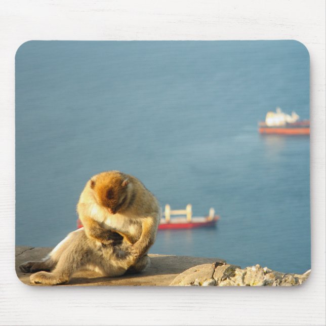 Gibraltar Barbary ape Musmatta (Framsidan)