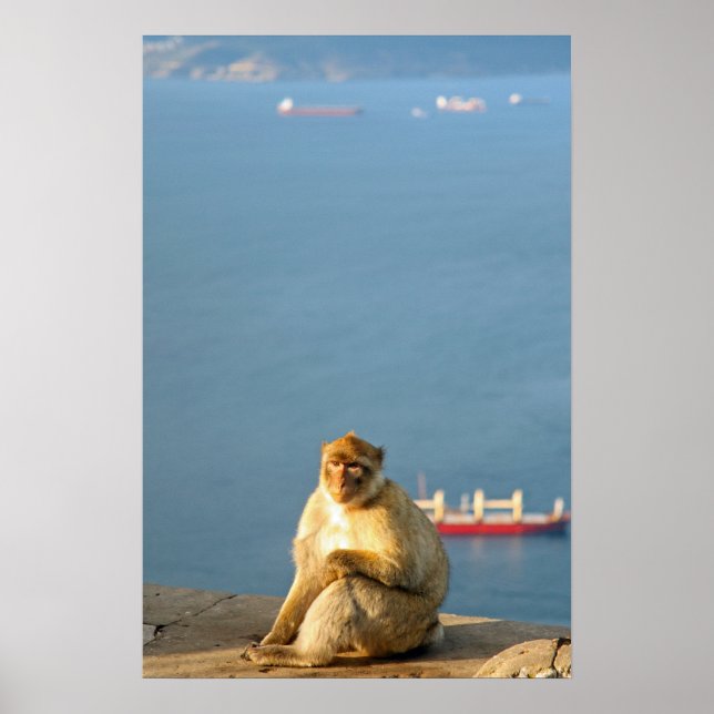 Gibraltar Barbary ape Poster (Framsidan)