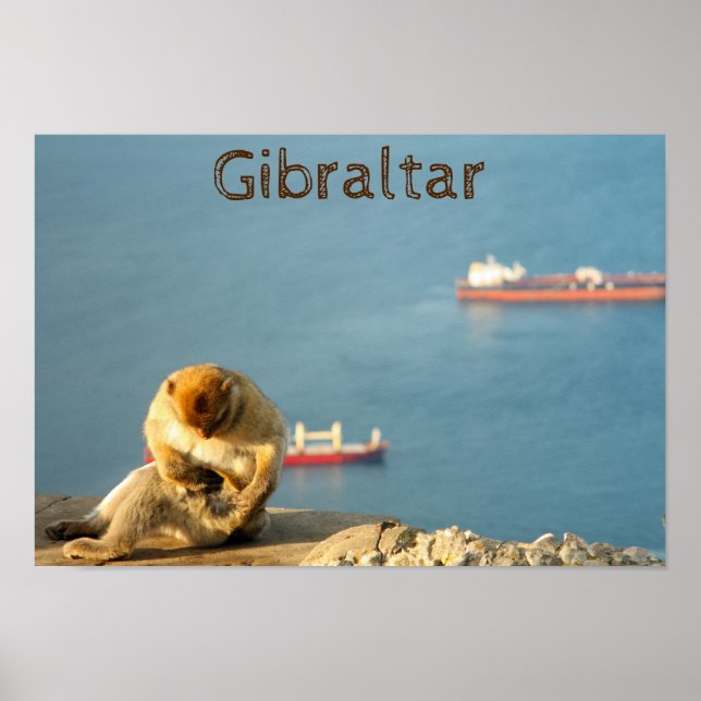 Gibraltar Barbary ape Poster (Framsidan)