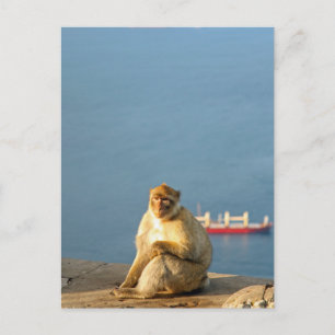 Gibraltar Barbary ape Vykort
