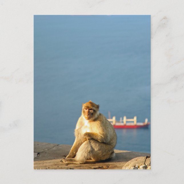 Gibraltar Barbary ape Vykort (Framsida)