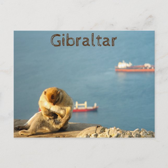 Gibraltar Barbary ape Vykort (Framsida)