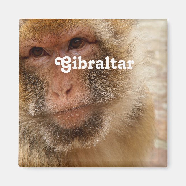 Gibraltar Barbary Macaques Magnet (Framsidan)