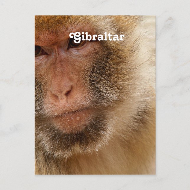 Gibraltar Barbary Macaques Vykort (Framsida)