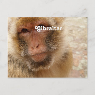 Gibraltar Barbary Macaques Vykort