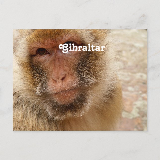 Gibraltar Barbary Macaques Vykort (Framsida)