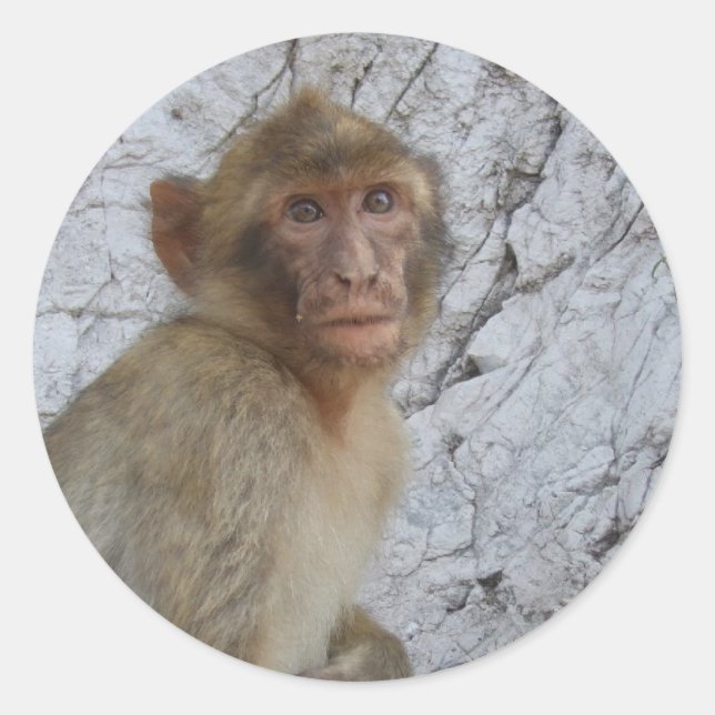 Gibraltar Monkey-klistermärken Runt Klistermärke (Framsida)