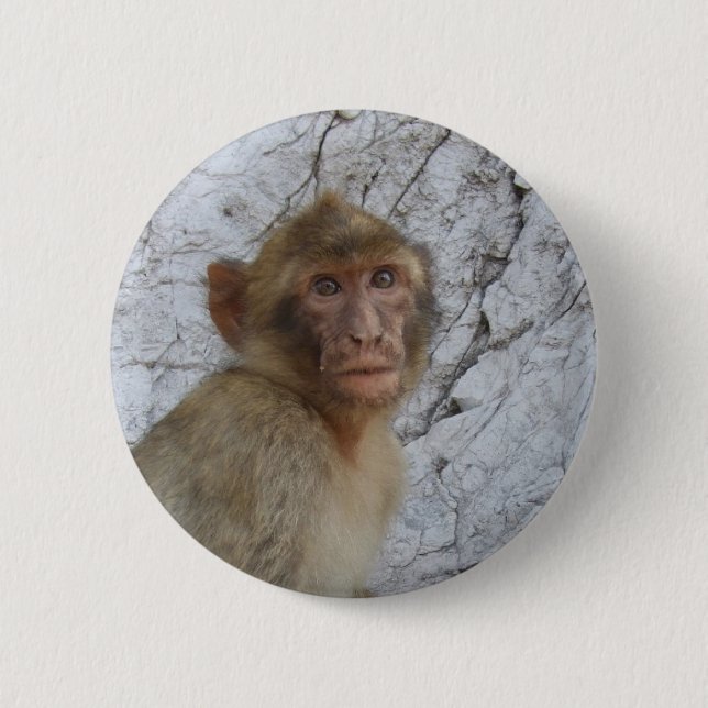 Gibraltar Monkey-knapp Knapp (Framsida)