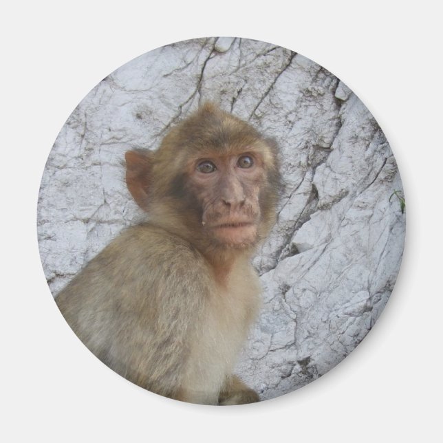 Gibraltar Monkey magnet (Framsidan)