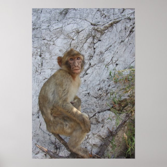 Gibraltar Monkey poster (Framsidan)