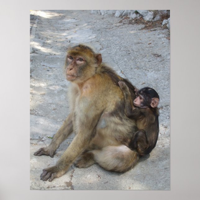 Gibraltar Monkey poster (Framsidan)