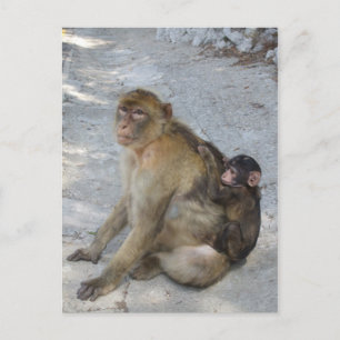 Gibraltar Monkey vycard, anpassa Vykort