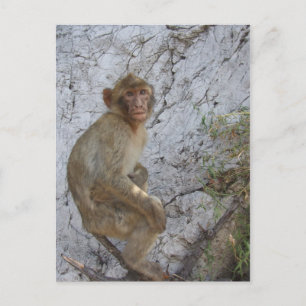 Gibraltar Monkey vycard, anpassa Vykort