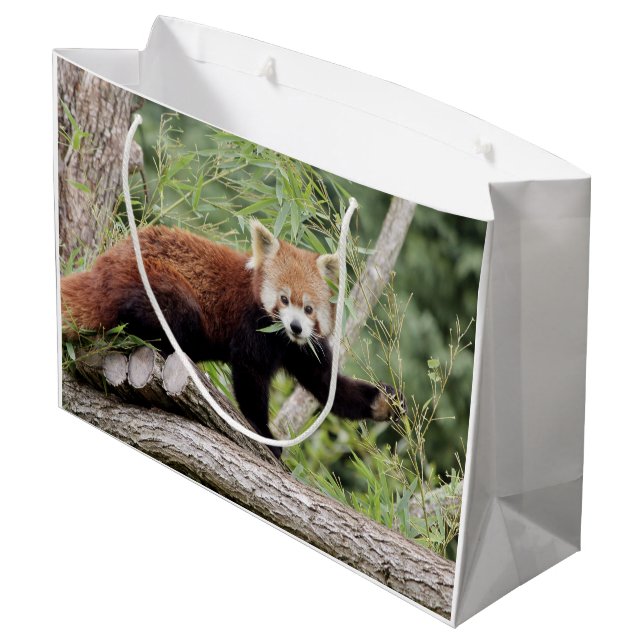 Gift Bag Photo Red panda , djur 0271. (Baksidan Vinklad)