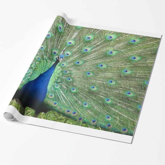 Gift Wrap - Peacock Presentpapper (Utrullad)