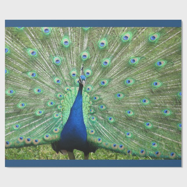 Gift Wrap - Peacock (v.2) Presentpapper (Platt)