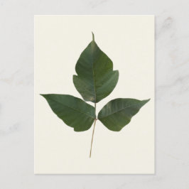 Giftig murgröna blad - Giftig murgröna grön klängv Vykort