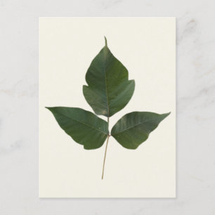 Giftig murgröna blad - Giftig murgröna grön klängv Vykort