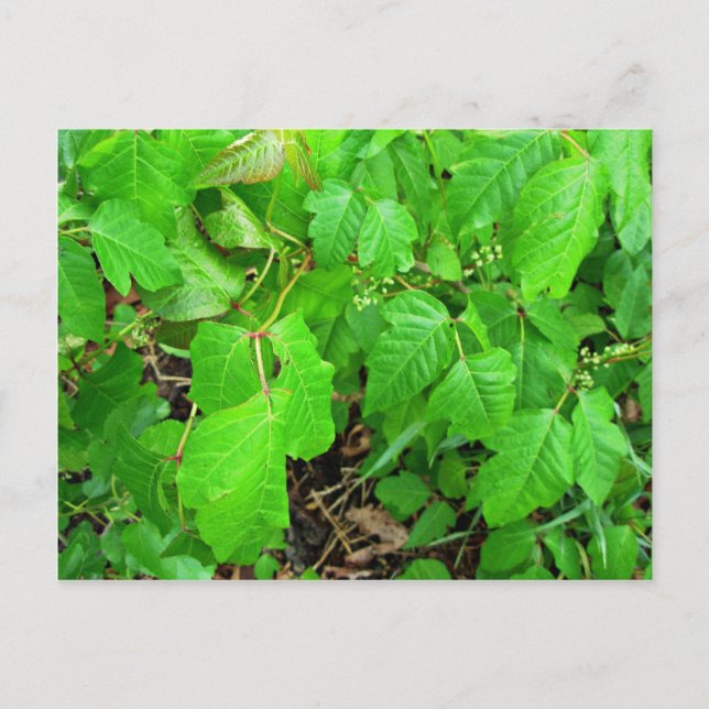 Giftmurgröna Vykort (Framsida)