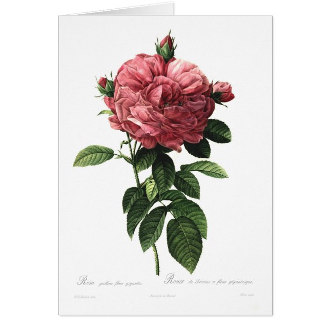 Giganteo för Rosa gallicaflore Hälsningskort (Framsidan)