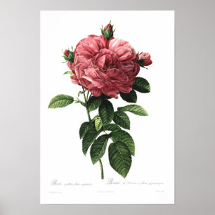 Giganteo för Rosa gallicaflore Poster