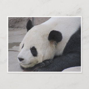 gigantisk panda vykort