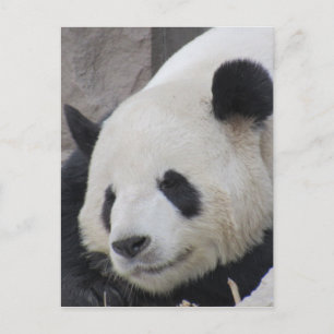 gigantisk pandabjörn vykort