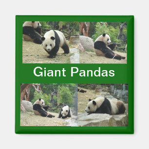 gigantiska pandéer magnet