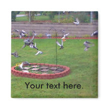 Gigegon som flyger på landande fågelmatarmagneter