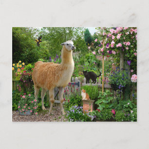 "Gigi The Llama" vykort