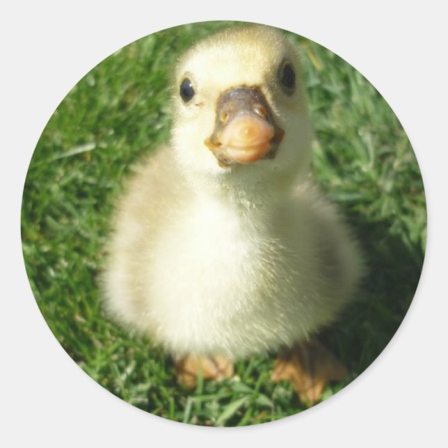 gijs runt klistermärke (Framsida)